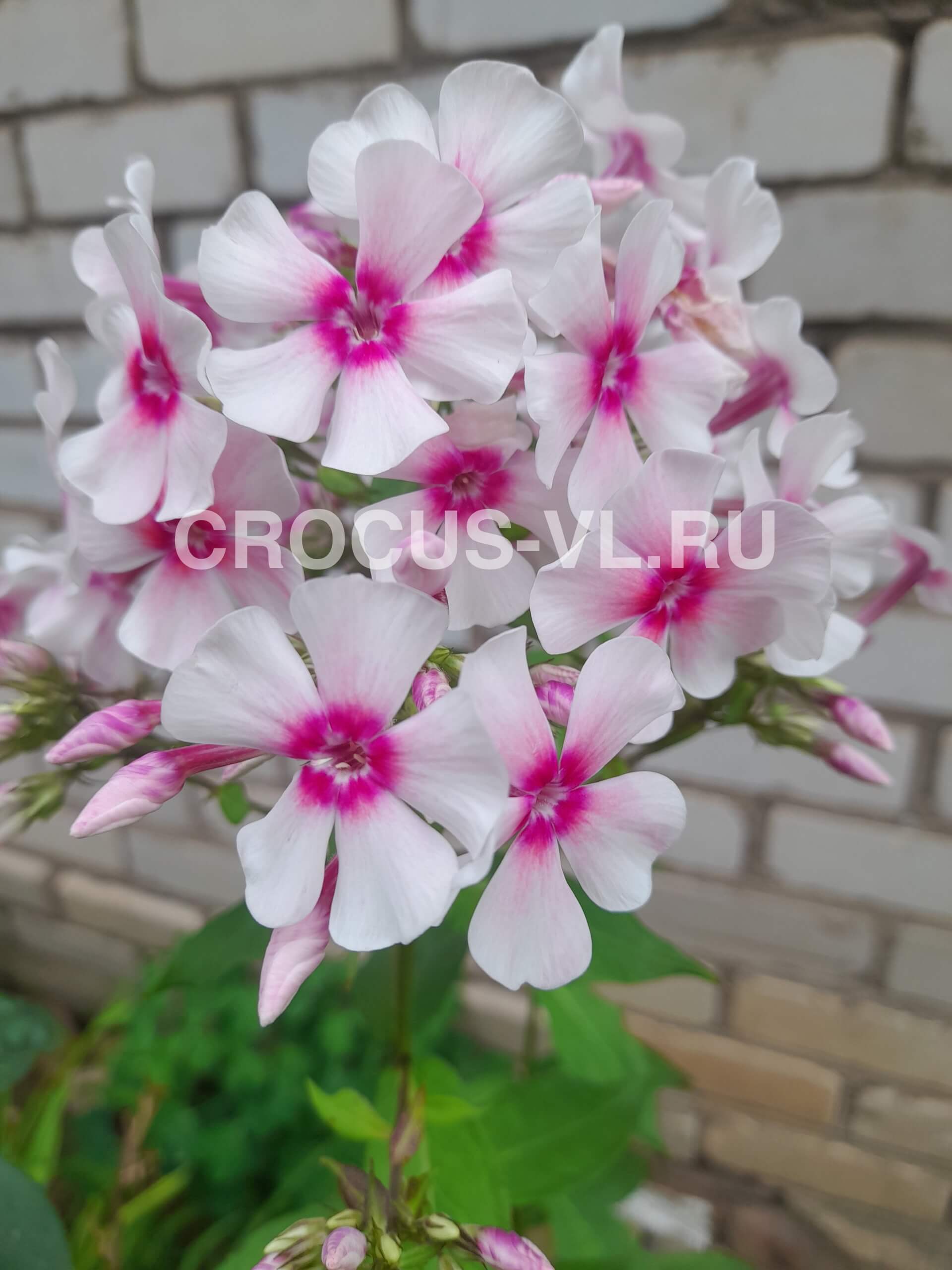 Флокс метельчатый «Гуттиэре»